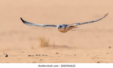 Falcon Flying Low Towards Its Prey During A Falconry Show Near Riyadh Saudi Arabia