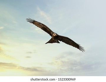 Falcon Flying In The Sunset Sky