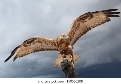 falcon has spread wings.  background sky.