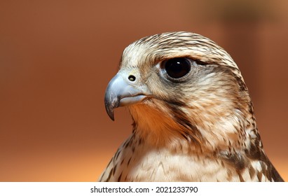 The falcon hunter hunts its prey, the houbara, in the desert of Saudi Arabia