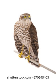 Falcon Isolated On A White Background