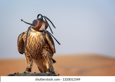 Falcon With A Leather Hood. Falconry Show In The Desert Near Dubai, United Arab Emirates