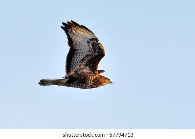 falcon in natural habitat (falco tinunculus)