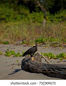 Falcon On The Beach In Puerto Arista, Chiapas, Mexico.