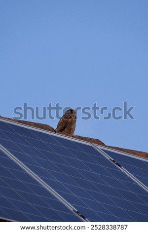 A falcon perched on a solar panel under a clear blue sky, combining elements of nature and technology, showcasing the bird’s keen observation.