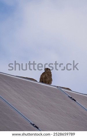 A falcon perched on a solar panel under a clear blue sky, combining elements of nature and technology, showcasing the bird’s keen observation.