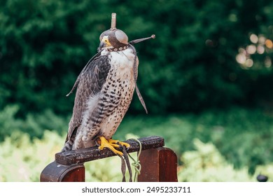 Falcon perched on stand wearing traditional hood used in falconry. Bird is part of Middle East's rich falconry traditions showcasing deep cultural heritage, skilled training of magnificent raptors - Powered by Shutterstock