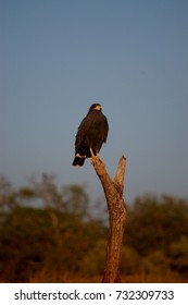 Falcon Perched In Puerto Arista, Chiapas, Mexico.