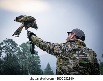 Falcon Posing On Man's Forearm