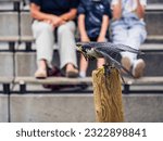 Falcon preparing to take off from a post during a show performance in Adler-Arena Landskron in Villach, Carinthia, Austria