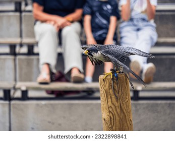 Falcon preparing to take off from a post during a show performance in Adler-Arena Landskron in Villach, Carinthia, Austria