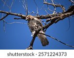 Falcon. Prospect Park, Wheat Ridge, Colorado, USA