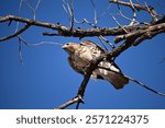 Falcon. Prospect Park, Wheat Ridge, Colorado, USA