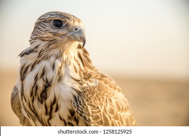 Falcon Resting but Sharp