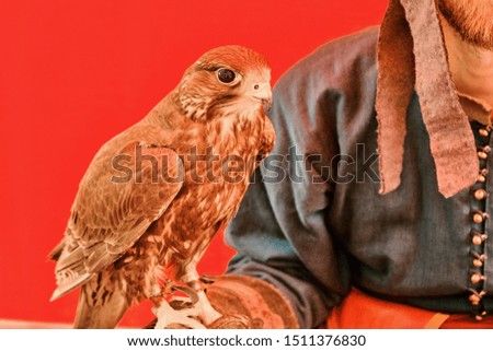 Similar – Image, Stock Photo the falconer Man Adults