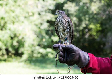 4,001 Falcon Hand Stock Photos, Images & Photography | Shutterstock