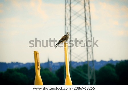 Falcon sitting, resting on a post in nature. Falcons, birds of prey in the genus Falco