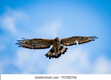 Falcon in the sky