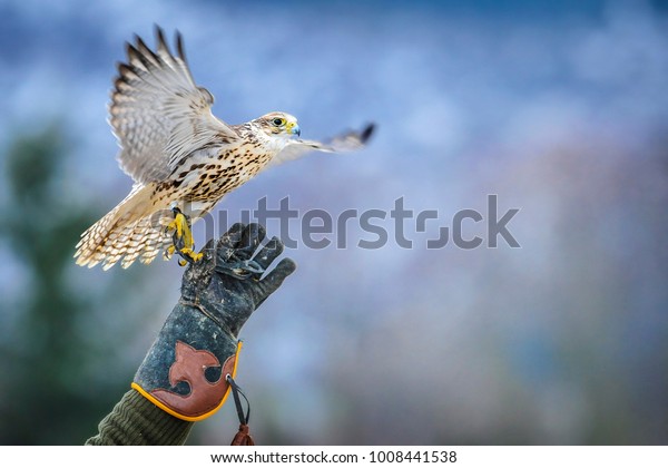 Falcon start to fly. Beautiful bird is hunting\
a pray. \
Falconry