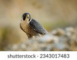 Falcon at sunset. Peregrine falcon, Falco peregrinus, perched on cliff edge. Majestic bird of prey in natural habitat. Wildlife nature. Well-respected falconry bird. Fastest animal in world.