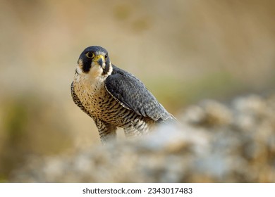 Falcon at sunset. Peregrine falcon, Falco peregrinus, perched on cliff edge. Majestic bird of prey in natural habitat. Wildlife nature. Well-respected falconry bird. Fastest animal in world. - Powered by Shutterstock