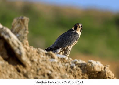 Falcon at sunset. Peregrine falcon, Falco peregrinus, perched on cliff edge. Majestic bird of prey in natural habitat. Wildlife nature. Well-respected falconry bird. Fastest animal in world. - Powered by Shutterstock