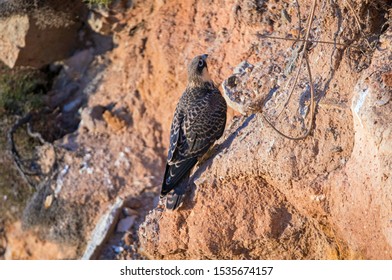 Eleonora’s Falcon Wait On The Rocks