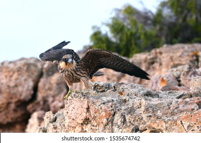 Eleonora’s Falcon Wait On The Rocks