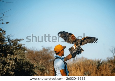 A falconer in a forest setting with a Harris's hawk perched on his gloved hand