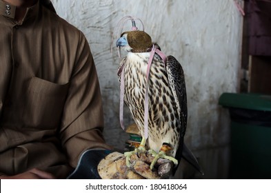 Falconer With His Falcon, Used For Falconry, A Favorite Arab Sport.