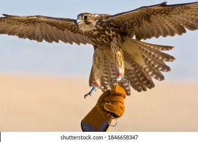 Falconer Wearing Falconry Glove Holding His Falcon Bird In A Middle East Desert Location