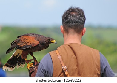 
Falconry Display Event