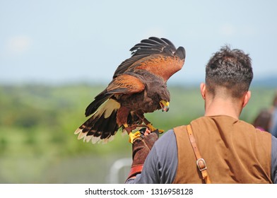 
Falconry Display Event