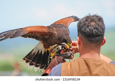 
Falconry Display Event