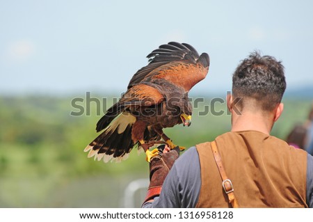
falconry display event