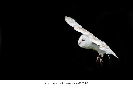 Falconry Display Featuring Barn Owl Tuto Stock Photo 77507116 ...