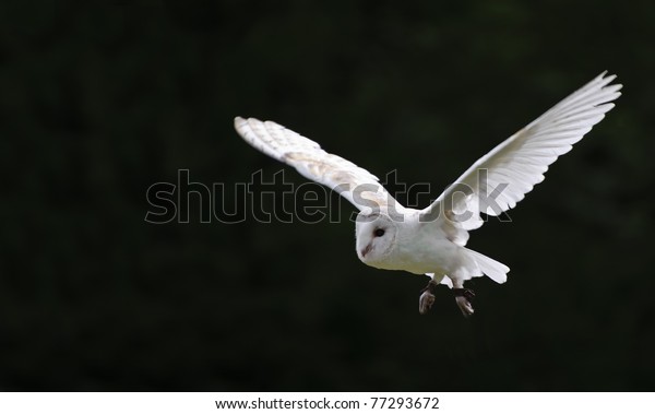 Falconry Display Featuring Barn Owl Tuto Stock Photo 77293672 ...