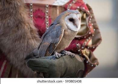 Falconry Display At The Medieval Festival