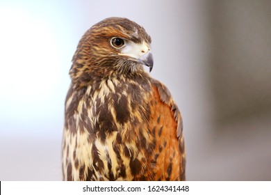 Falconry. Harris hawk (Parabuteo unicinctus) bird of prey on display. Also known as Bay-winged hawk and Dusky hawk here standing with falconers jess (leather leash) attached - Powered by Shutterstock