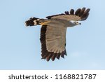 Falconry and ornithology. African harrier-hawk bird of prey isolated inflight. Harrier hawk gymnogene (Polyboroides typus) flying against plain blue sky. Majestic raptor in the air.