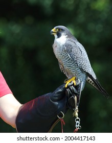 Falconry Peregrine Falcon On A Leather Glove