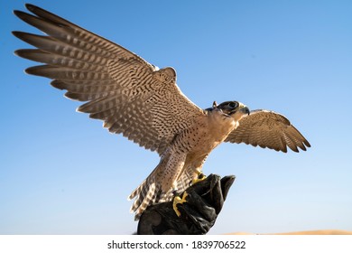 Falconry – Traditional Sport Of The UAE And Heritage Symbol.