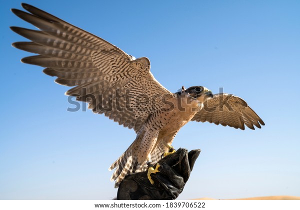 Falconry – Traditional sport of the UAE and\
heritage symbol.
