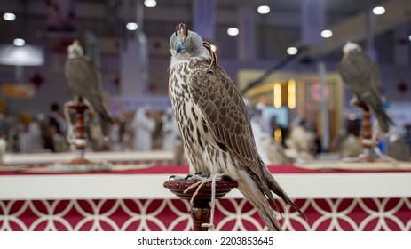 Falcons At Falcon Festival In Qatar