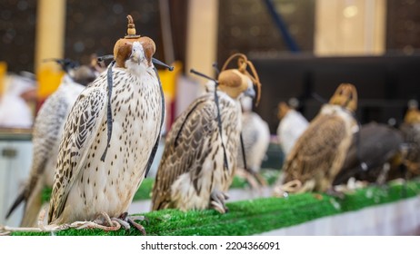 Falcons At Falcon Festival In Qatar