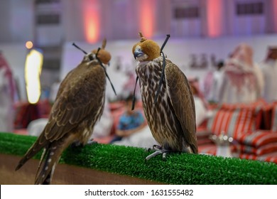 Falcons Wear Head Cover For Sale In Falcon Festival In Saudi Arabia, Falconry Is The Favorite Arab Sport.