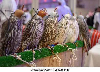 Falcons Wear Head Cover For Sale In Falcon Festival In Saudi Arabia, Falconry Is The Favorite Arab Sport.