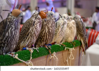 Falcons Wear Head Cover For Sale In Falcon Festival In Saudi Arabia, Falconry Is The Favorite Arab Sport.