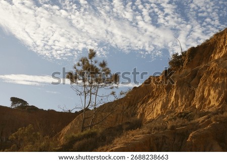 Falesia Cliffs, dramatic red and orange sea cliffs in Portugal, lined with pine trees and overlooking golden beaches and the Atlantic Ocean. Trail on the top or walk along the cliffs at beach level.