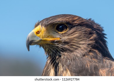 Falke Birdsofprey Greifvogel